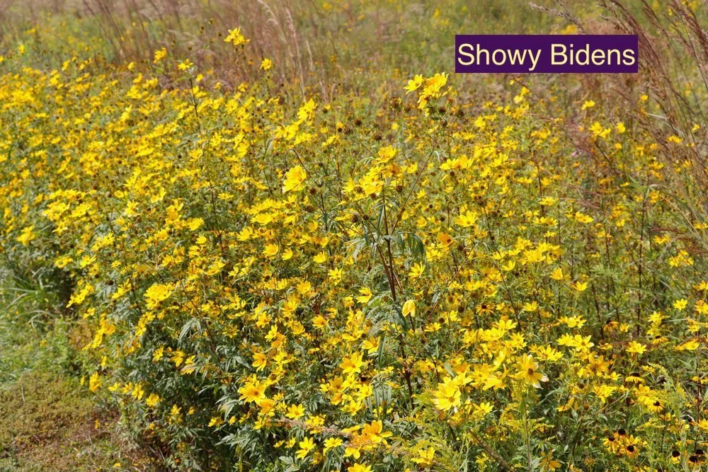 Showy Bidens 2.jpg