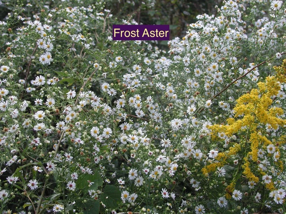 Frost Aster 123.jpg