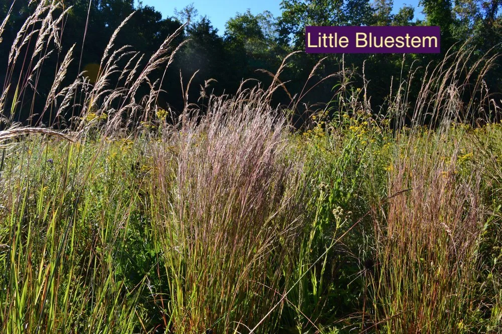 Little Bluestem 123.jpg