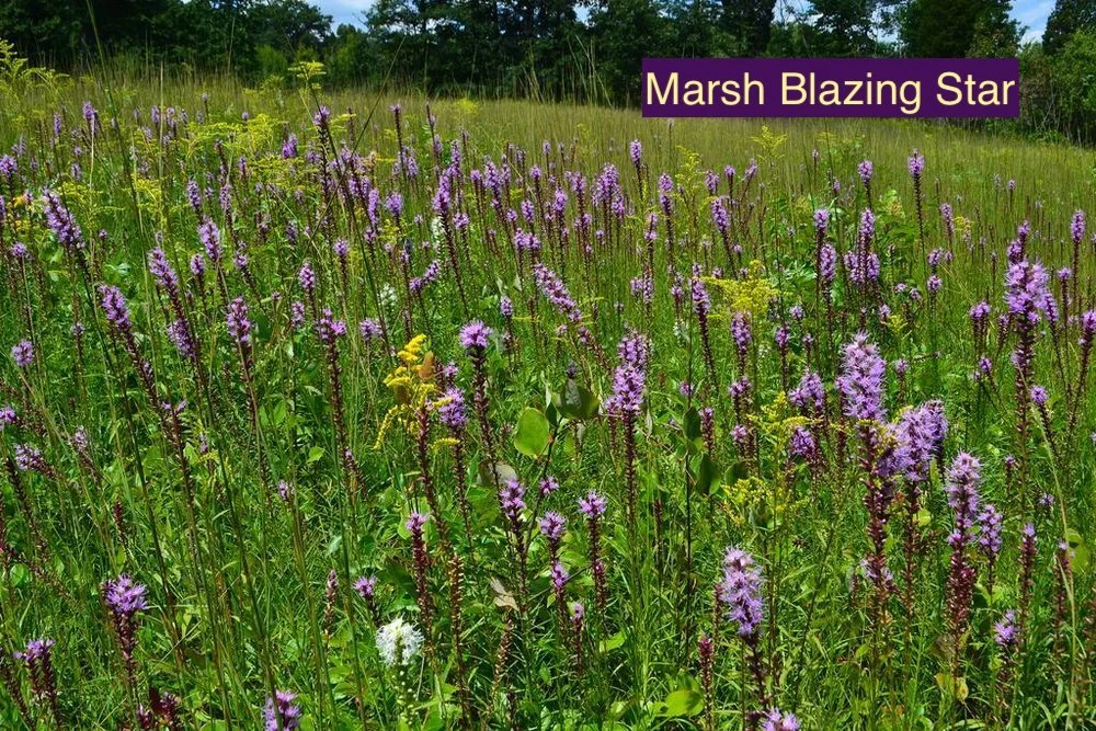 Marsh Blazing Star 23.jpg