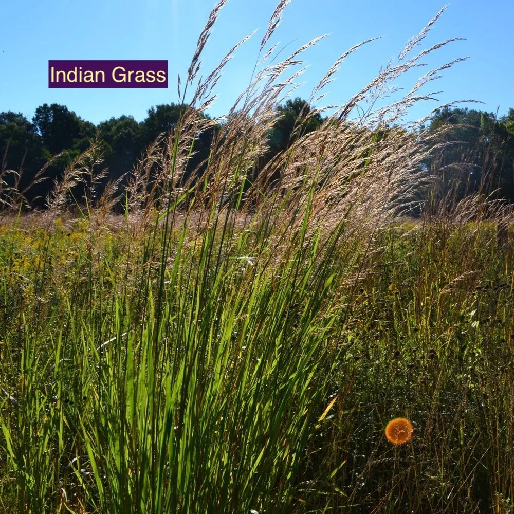 Indian Grass 123.jpg