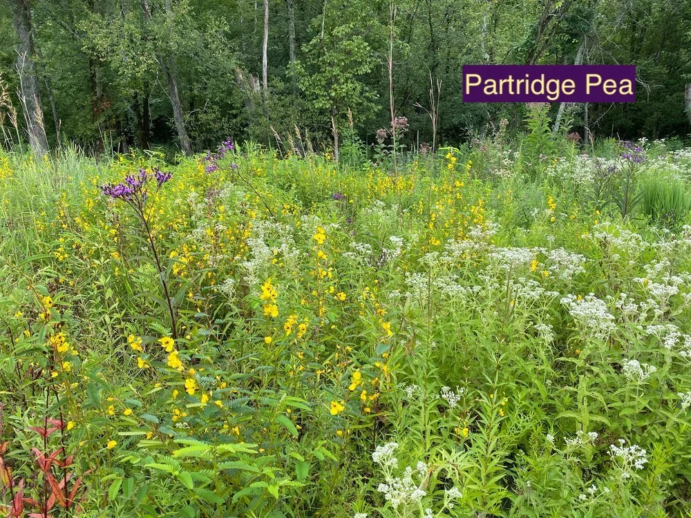 Partridge Pea 123.jpg