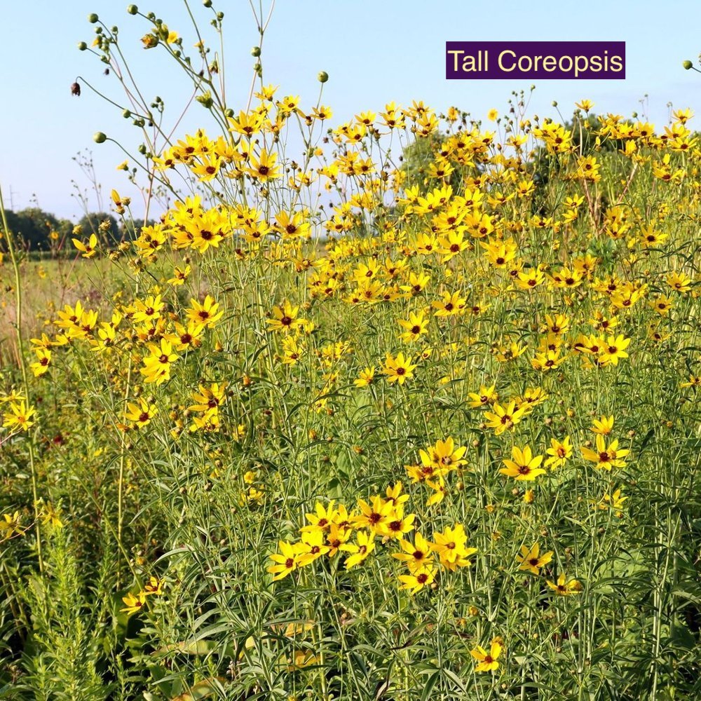 Tall Coreopsis 23.jpg