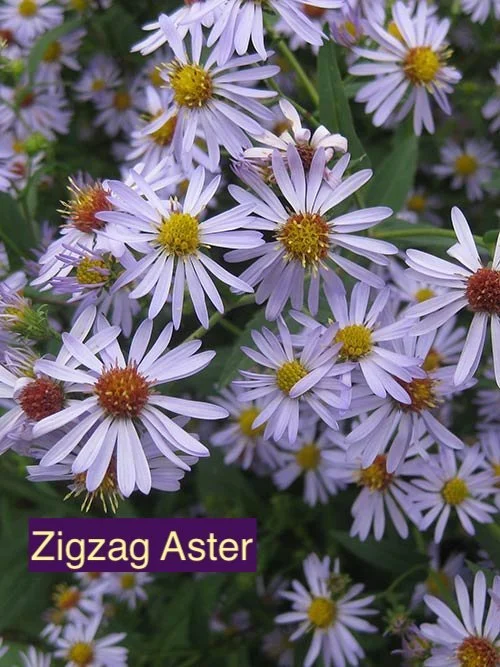 ZigZag Aster 1.jpg