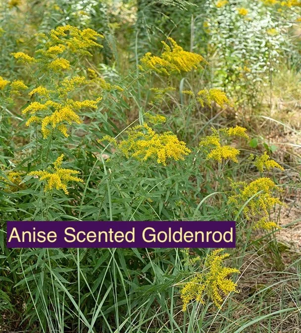 Anise Scented Goldenrod 1.jpg
