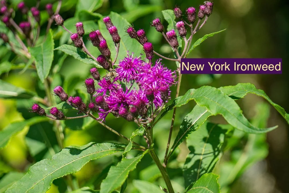 New York Ironweed 1.jpg