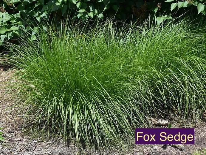 Fox Sedge 123.jpg