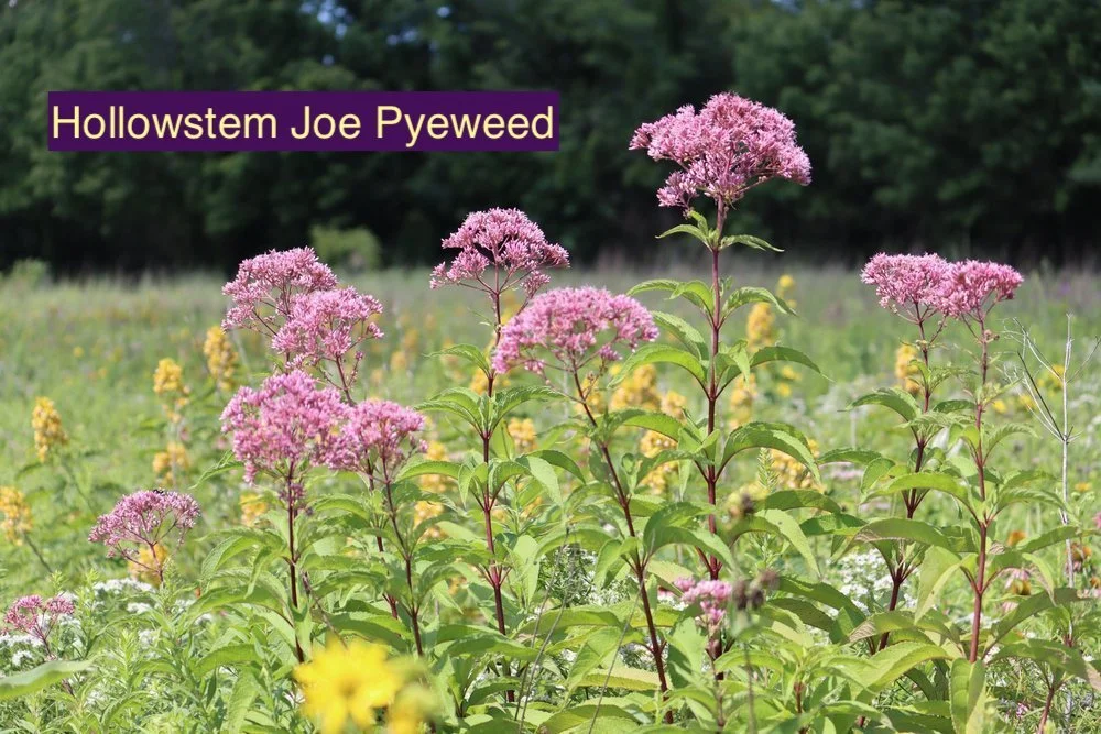 Hollowstem Joe Pyeweed 123.jpg