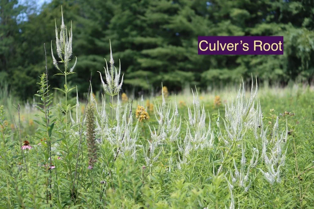 Culver's Root 123.jpg