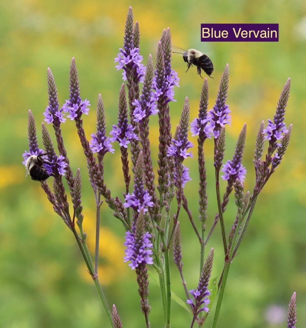 Blue Vervain 123.jpg