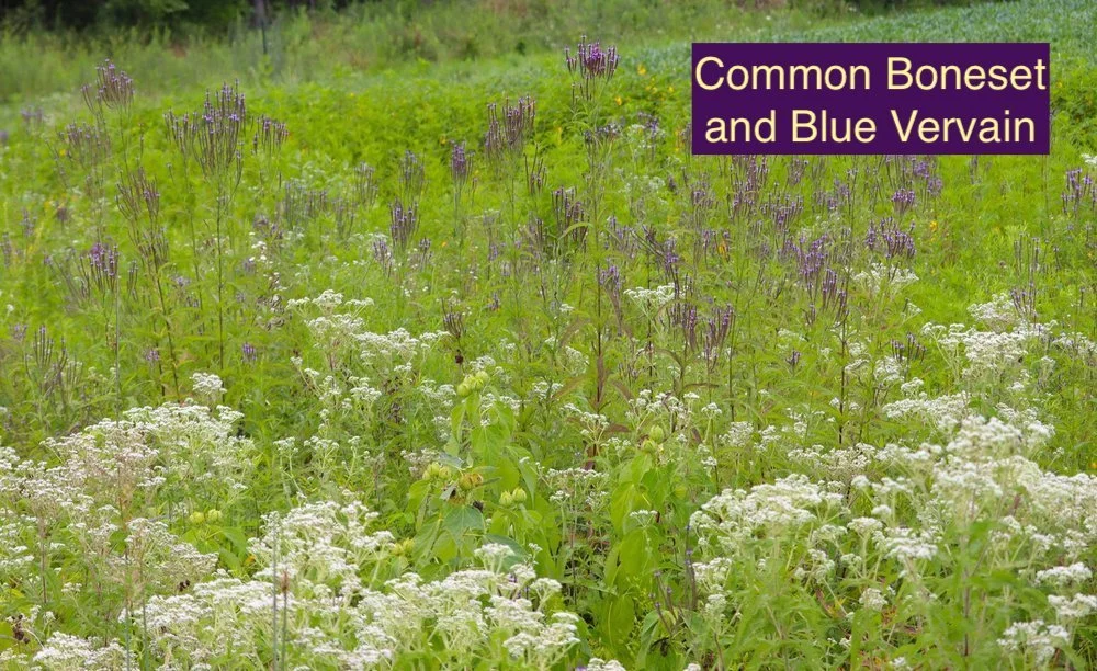 Common Boneset and Blue Vervain 123.jpg