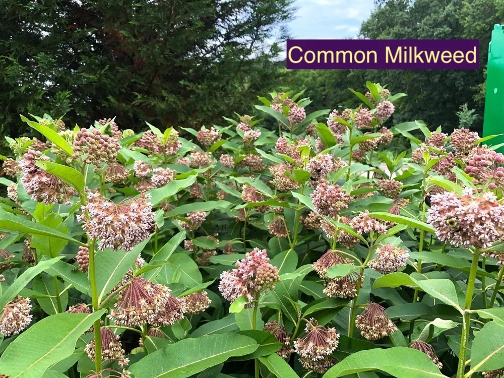 Common Milkweed 123.jpg