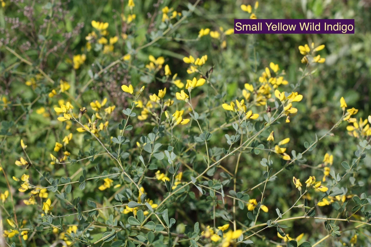 Small Yellow Wild Indigo1.jpg