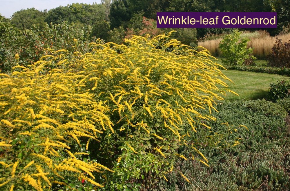 Wrinkled-leaf Goldenrod 1.jpg