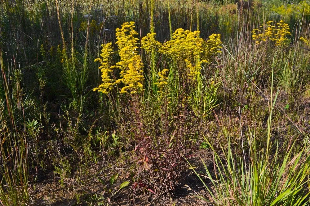 Dwarf Goldenrod 123.jpg
