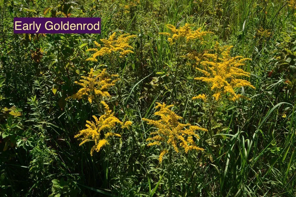Early Goldenrod 123.jpg