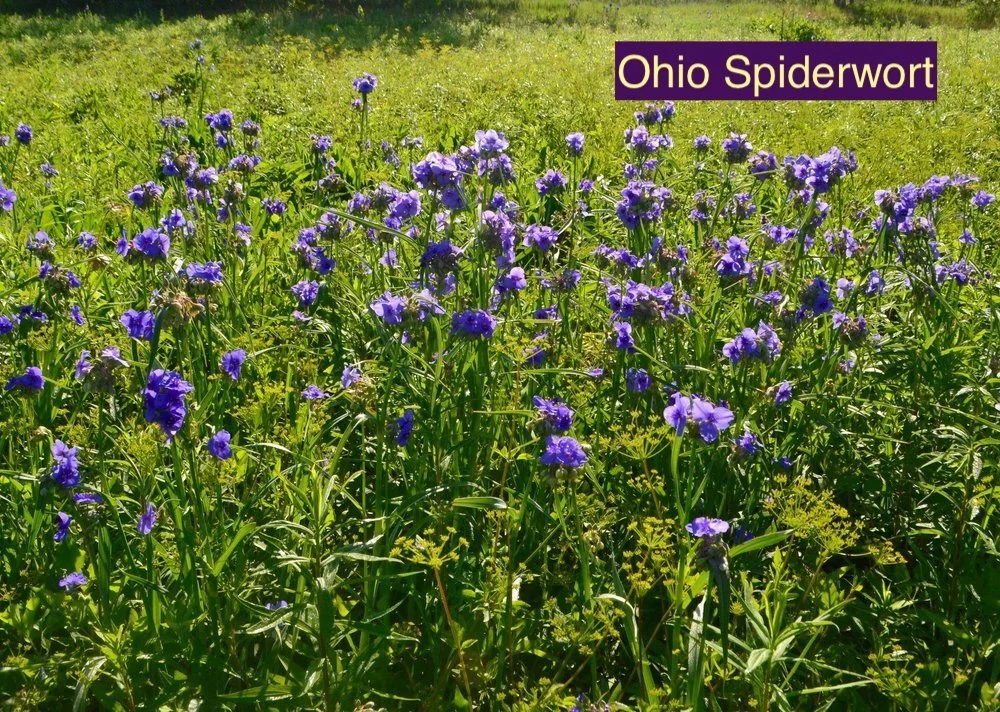 Ohio Spiderwort123.jpg
