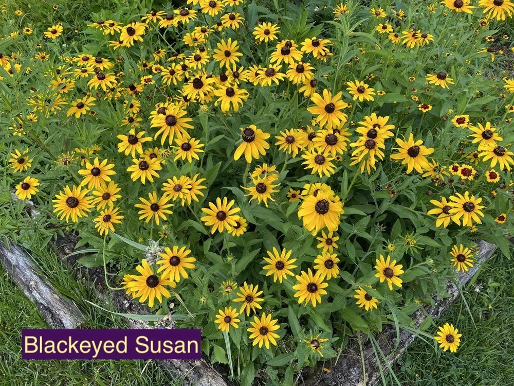 Blackeyed Susan 123.jpg