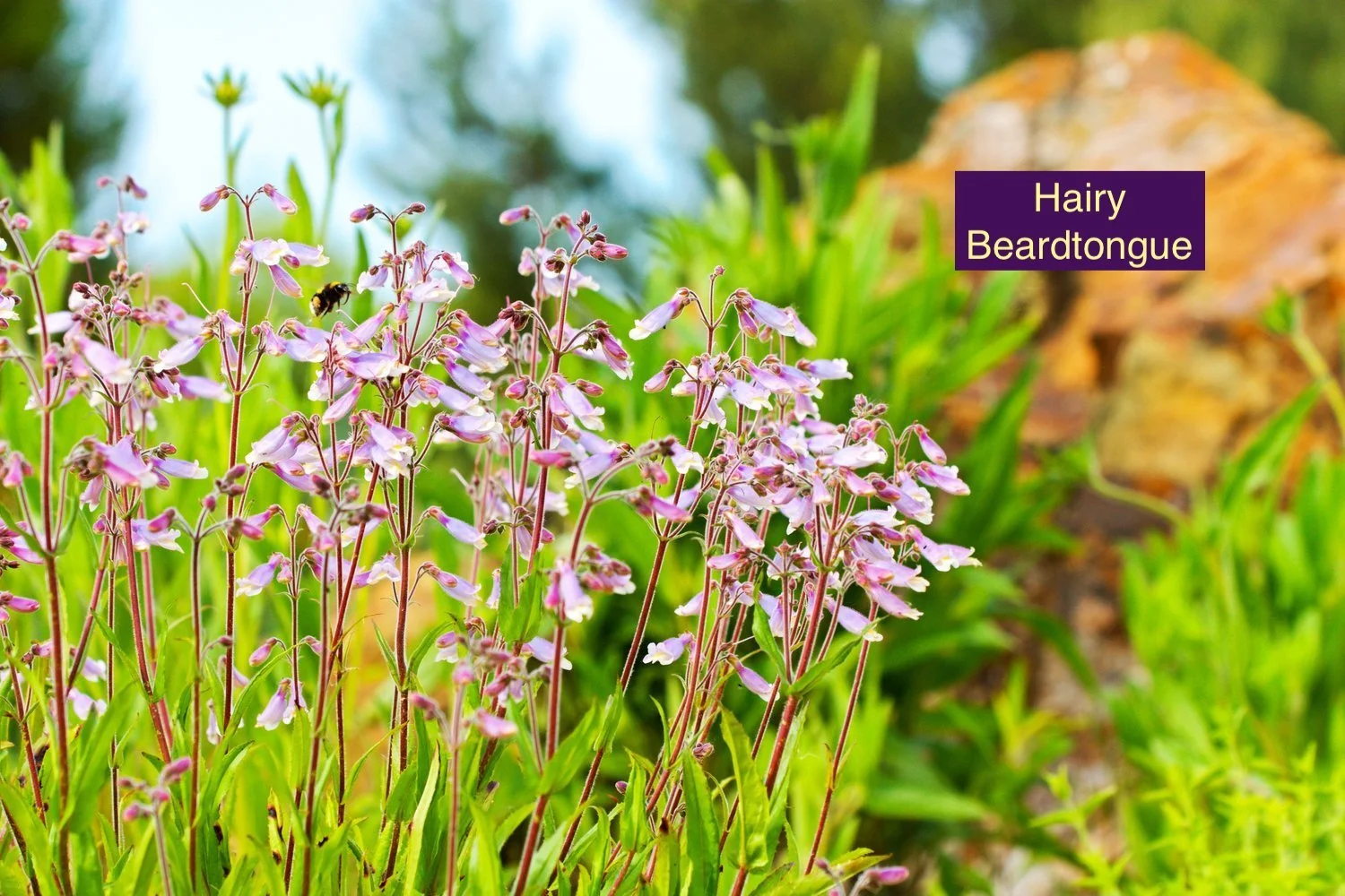 Hairy Beardtongue1.jpg