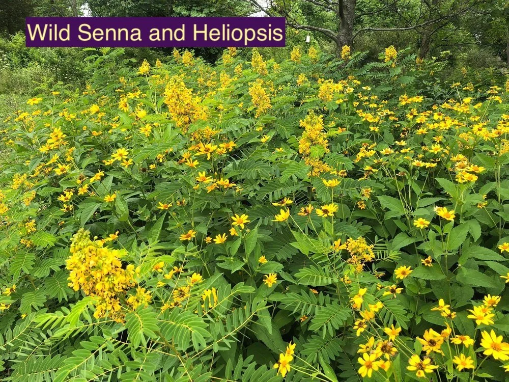 Senna and Heliopsis 1.jpg