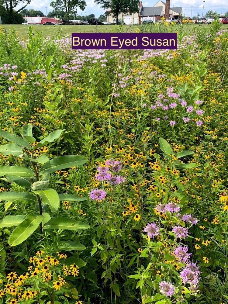 Brown Eyed Susan 1.jpg