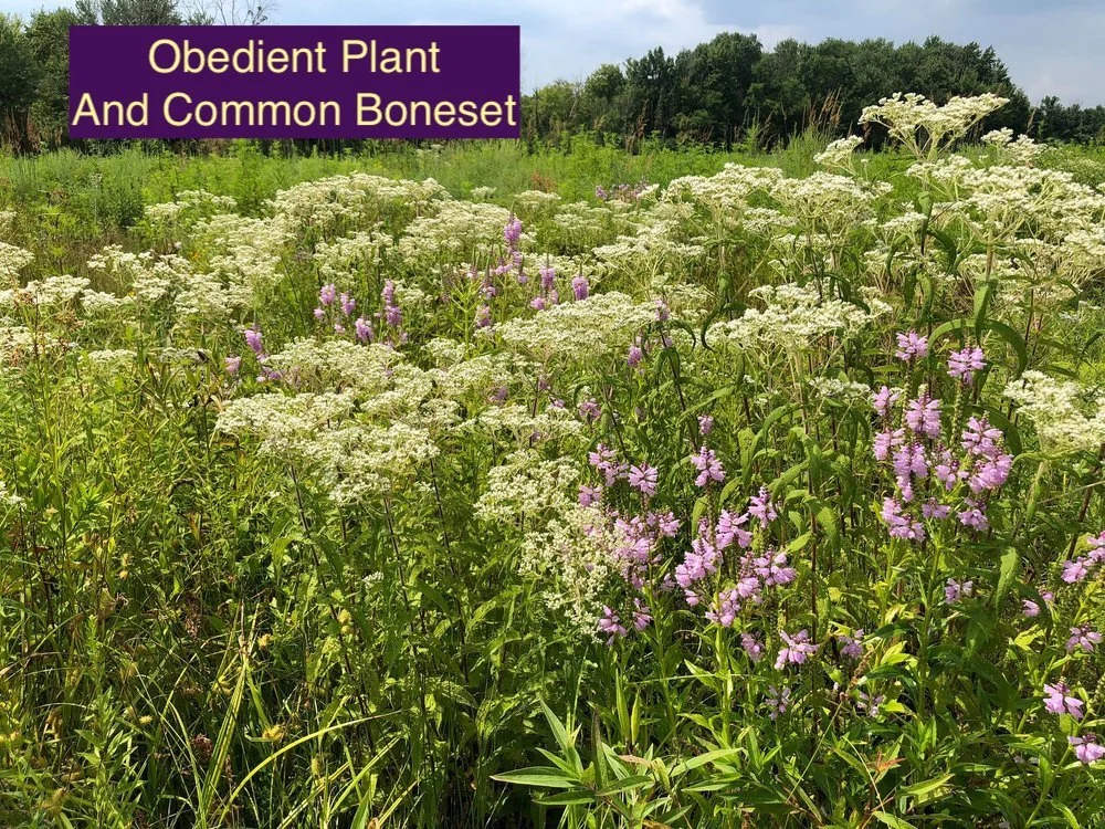 Bonset and Obedient 123.jpg