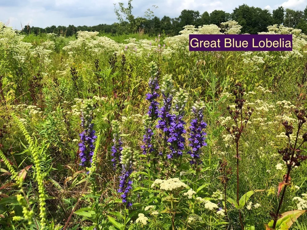Great Blue Lobelia 1.jpg