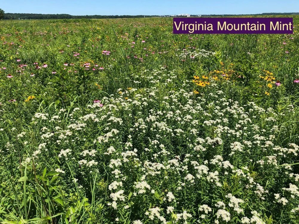 Virginia Mountain mint 1.jpg