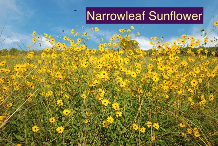 Narrowleaf Sunflower 3.jpg