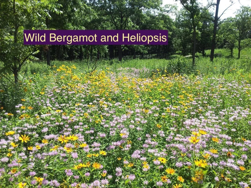 Wild Bergamot and Heliopsis 123.jpg