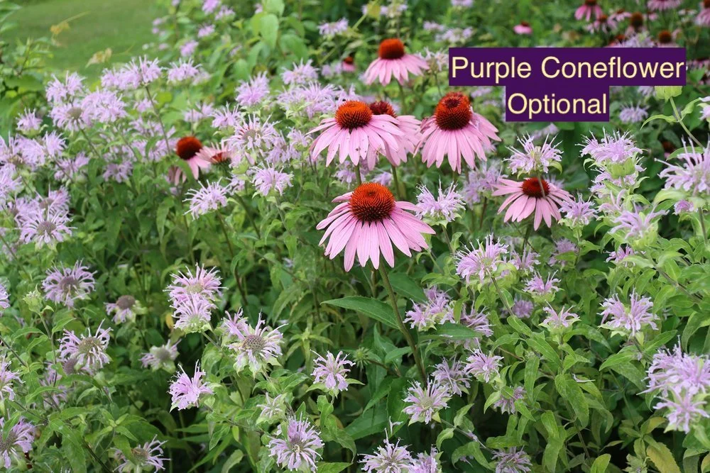 Purple Coneflower 123 copy.jpg
