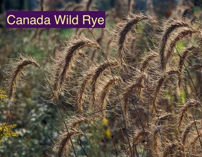 Canada Wild Rye 12.jpg