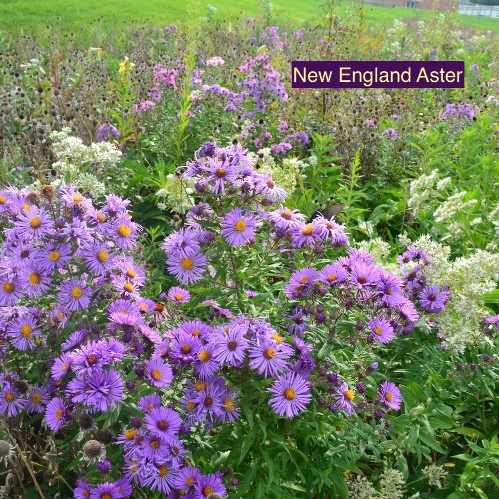 New England Aster 123.jpg