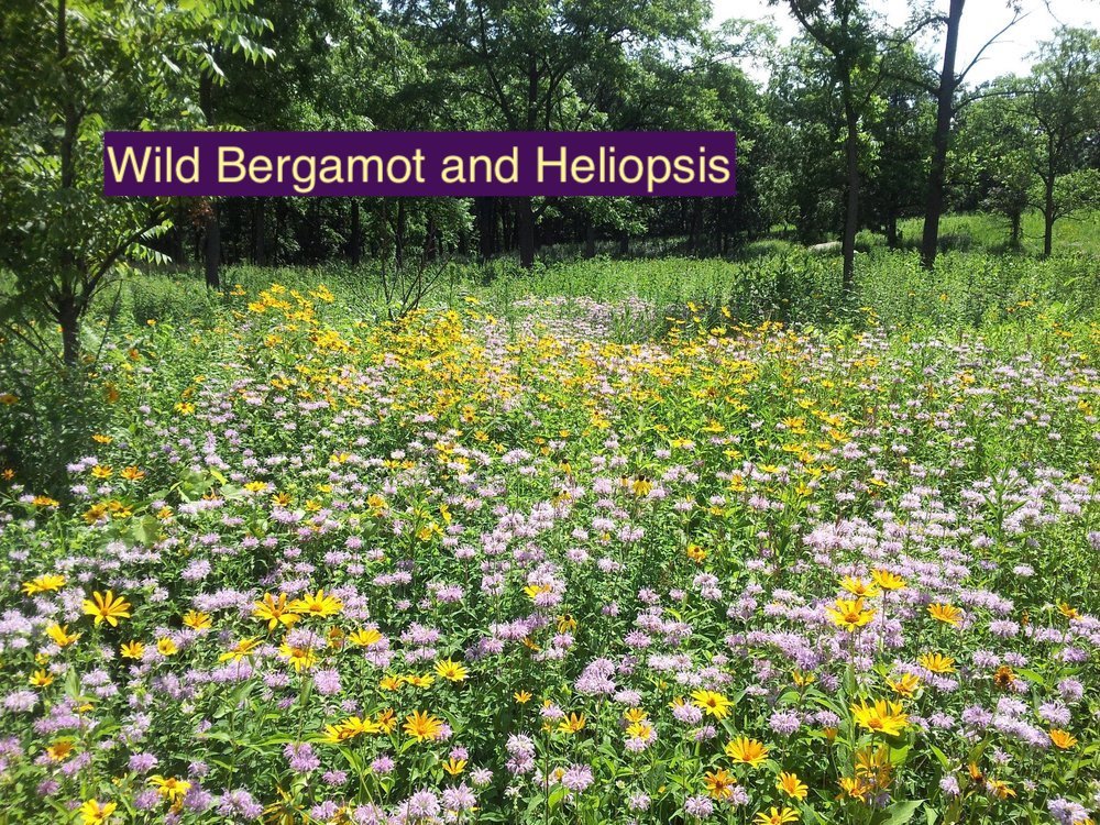 Wild Bergamot and Heliopsis 123.jpg