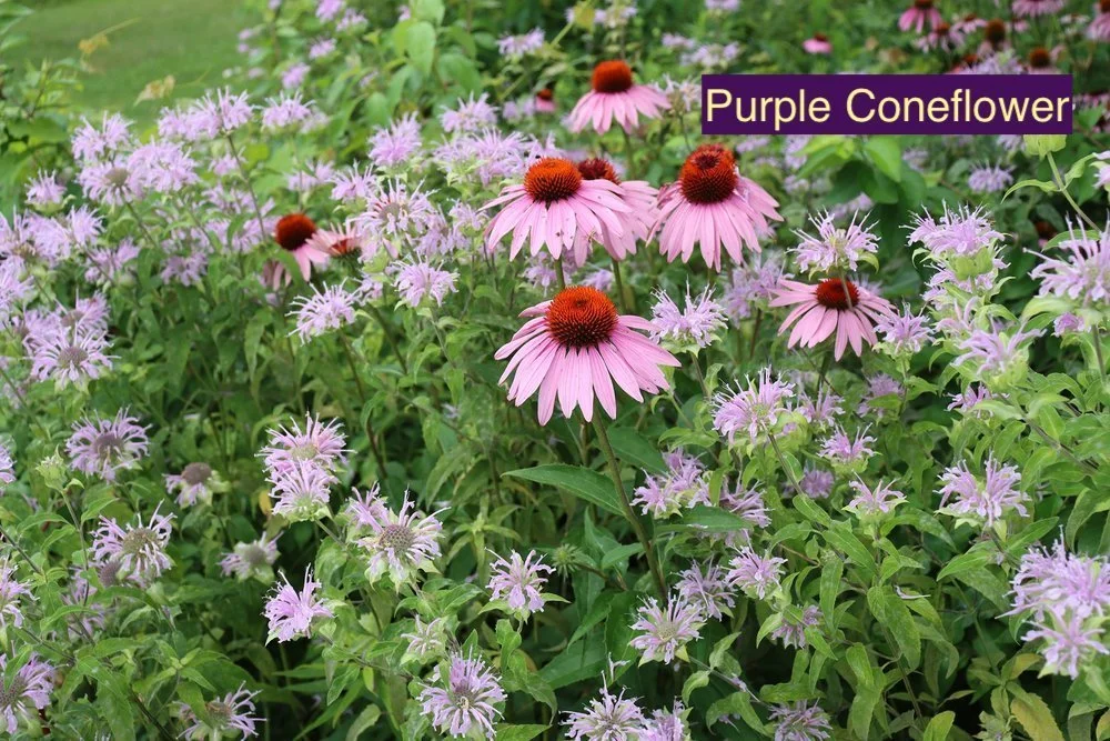 Purple+Coneflower+123.jpg
