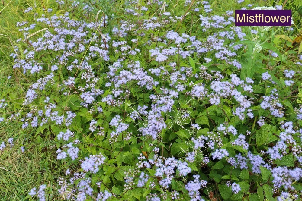 Mistflower+23.jpg