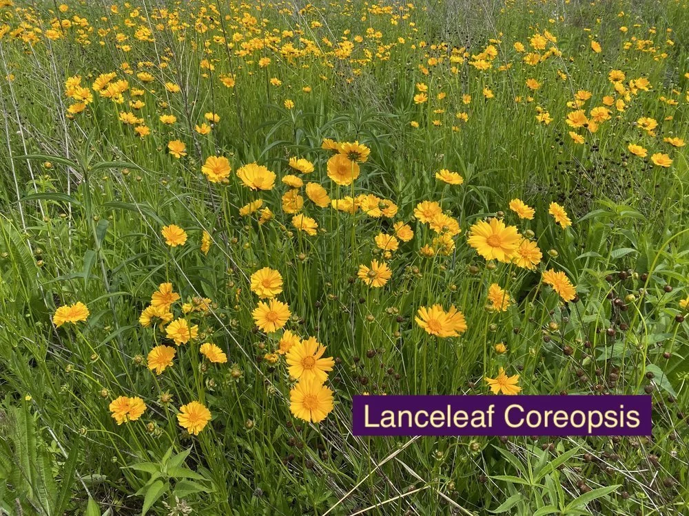Lanceleaf+Coreopsis+23.jpg