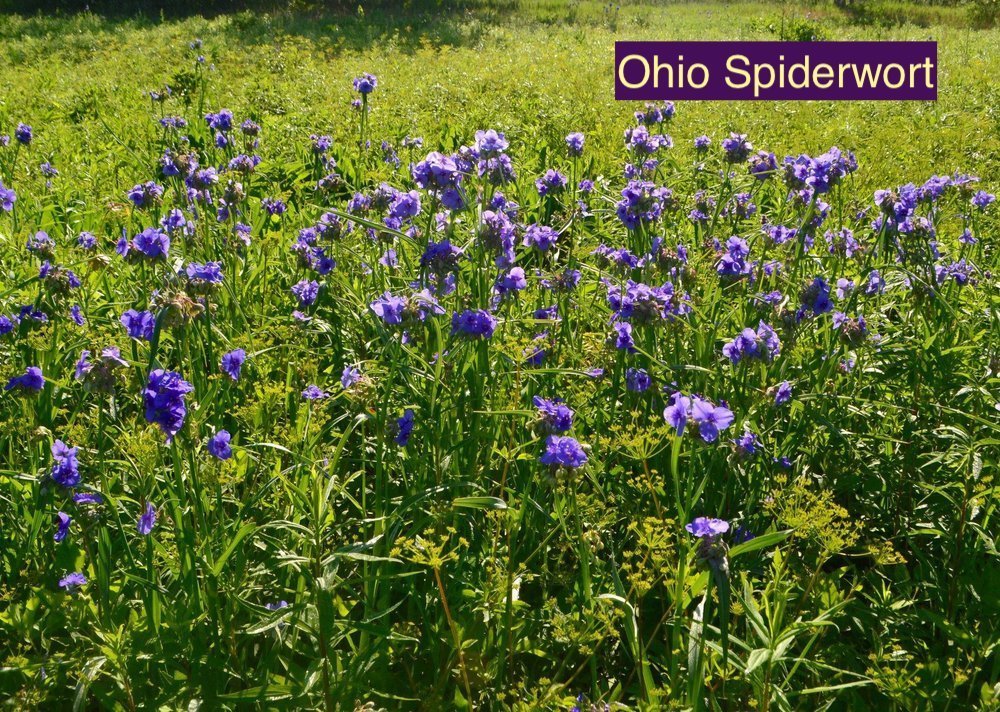 Ohio+Spiderwort123.jpg