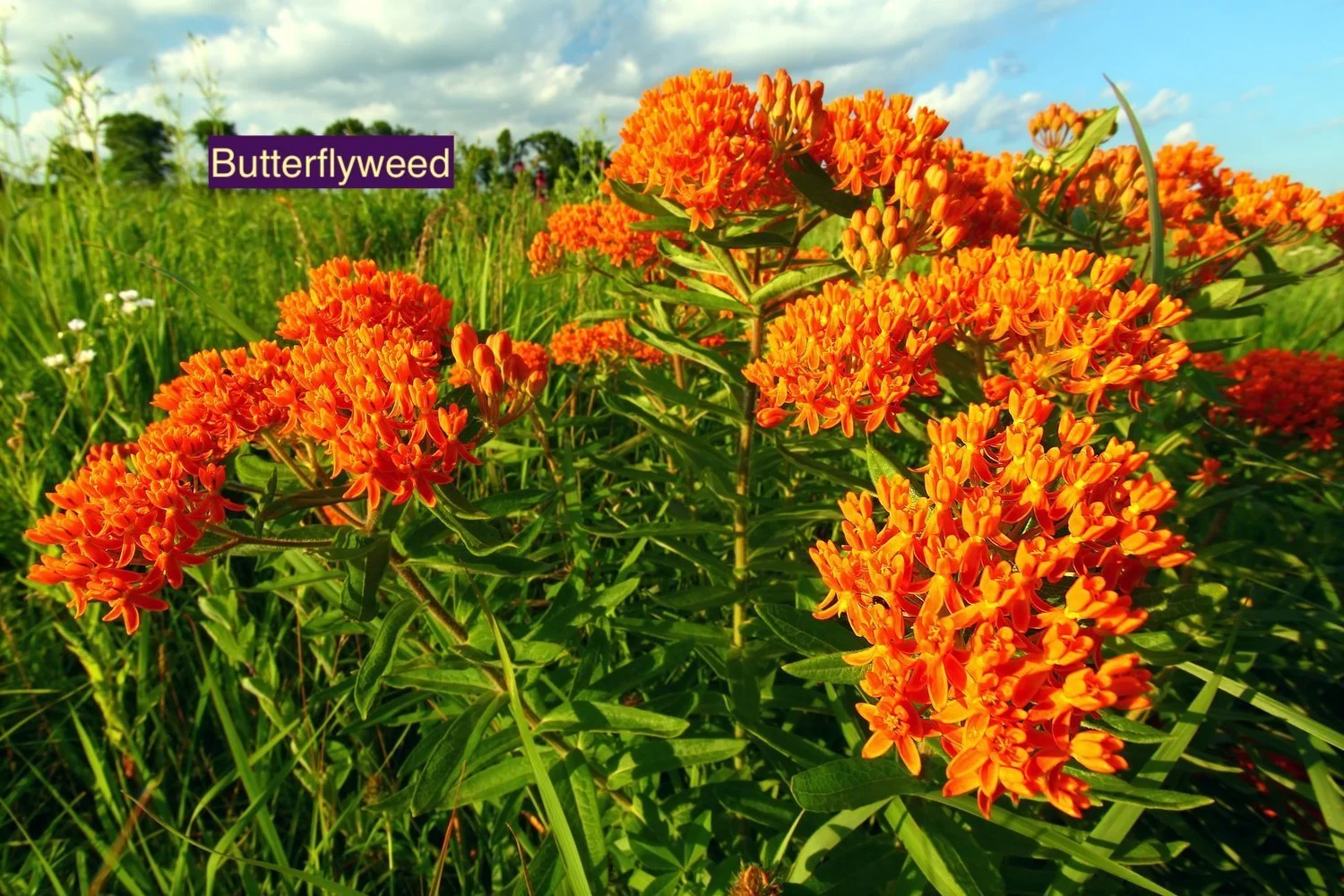 Butterflyweed+123.jpg
