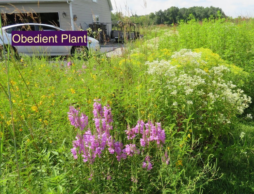 Obedient+Plant+123.jpg