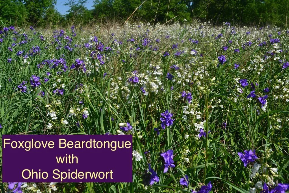 FoxglovewOhioSpiderwort+23.jpg