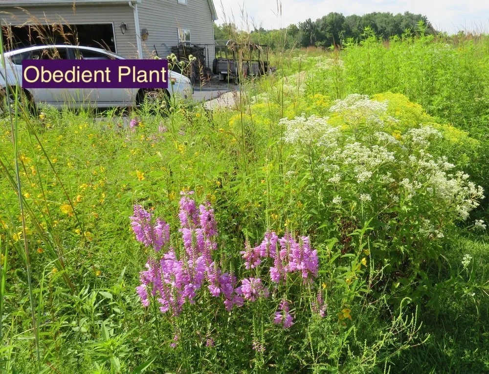 Obedient+Plant+123.jpg