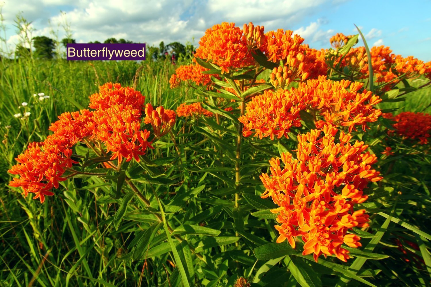 Butterflyweed+123.jpg