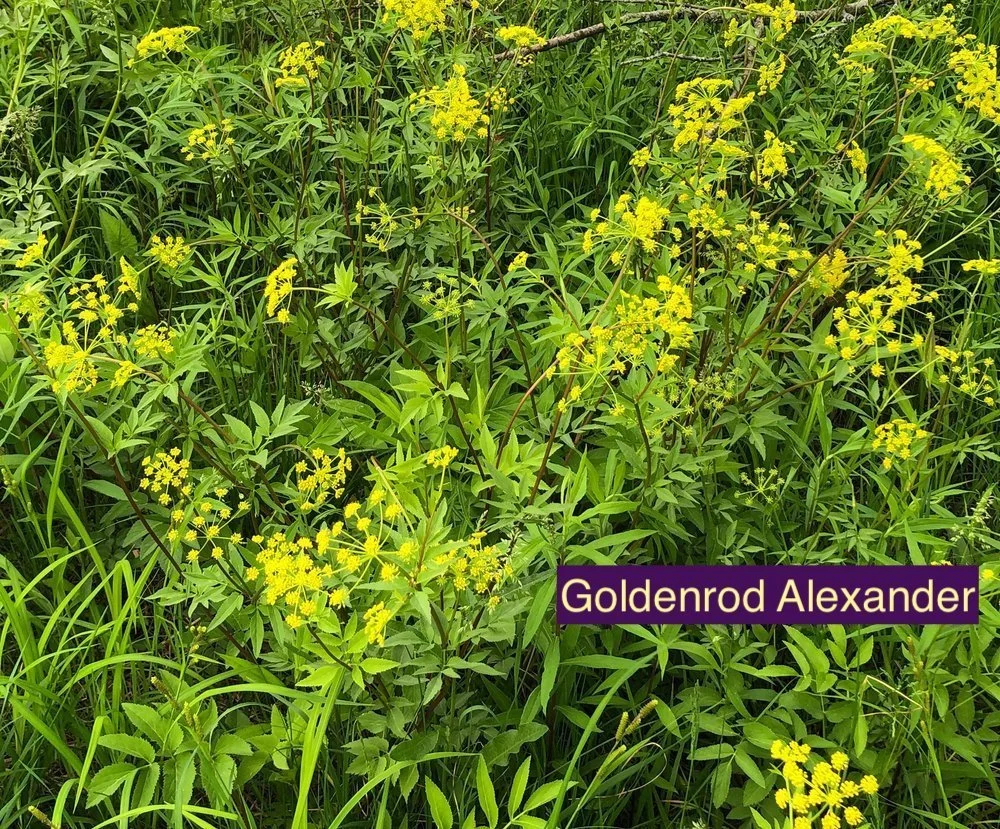 Goldenrod+Alexander123.jpg