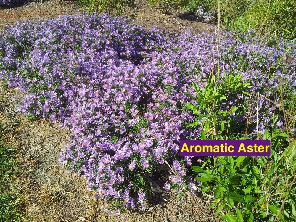 Aromatic+Aster+23.jpg