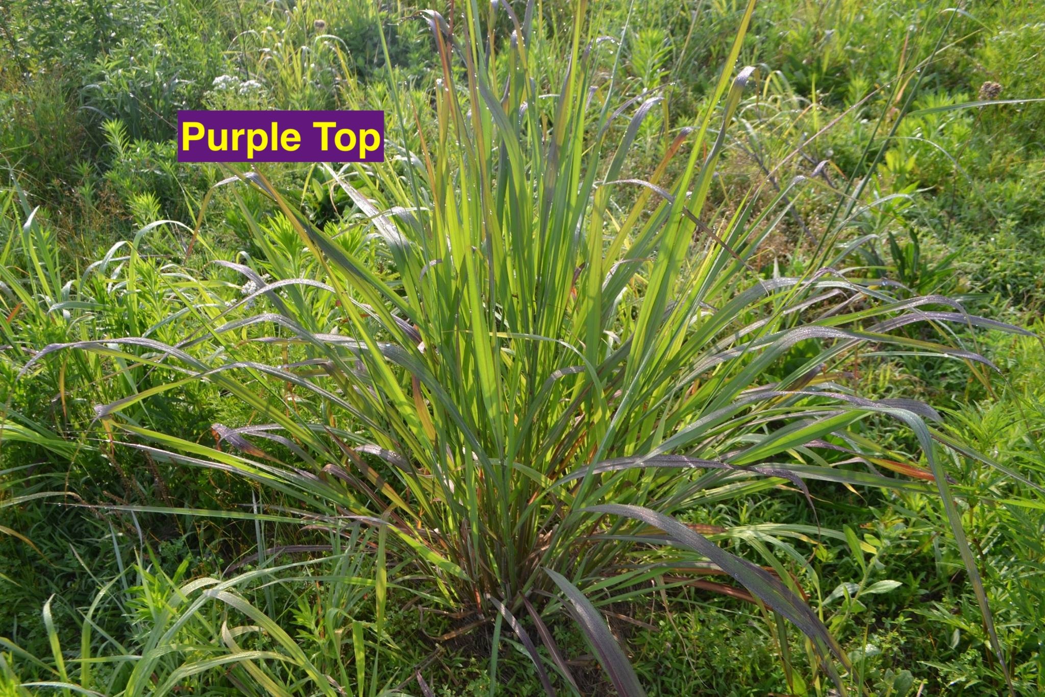 Purple Top.jpg