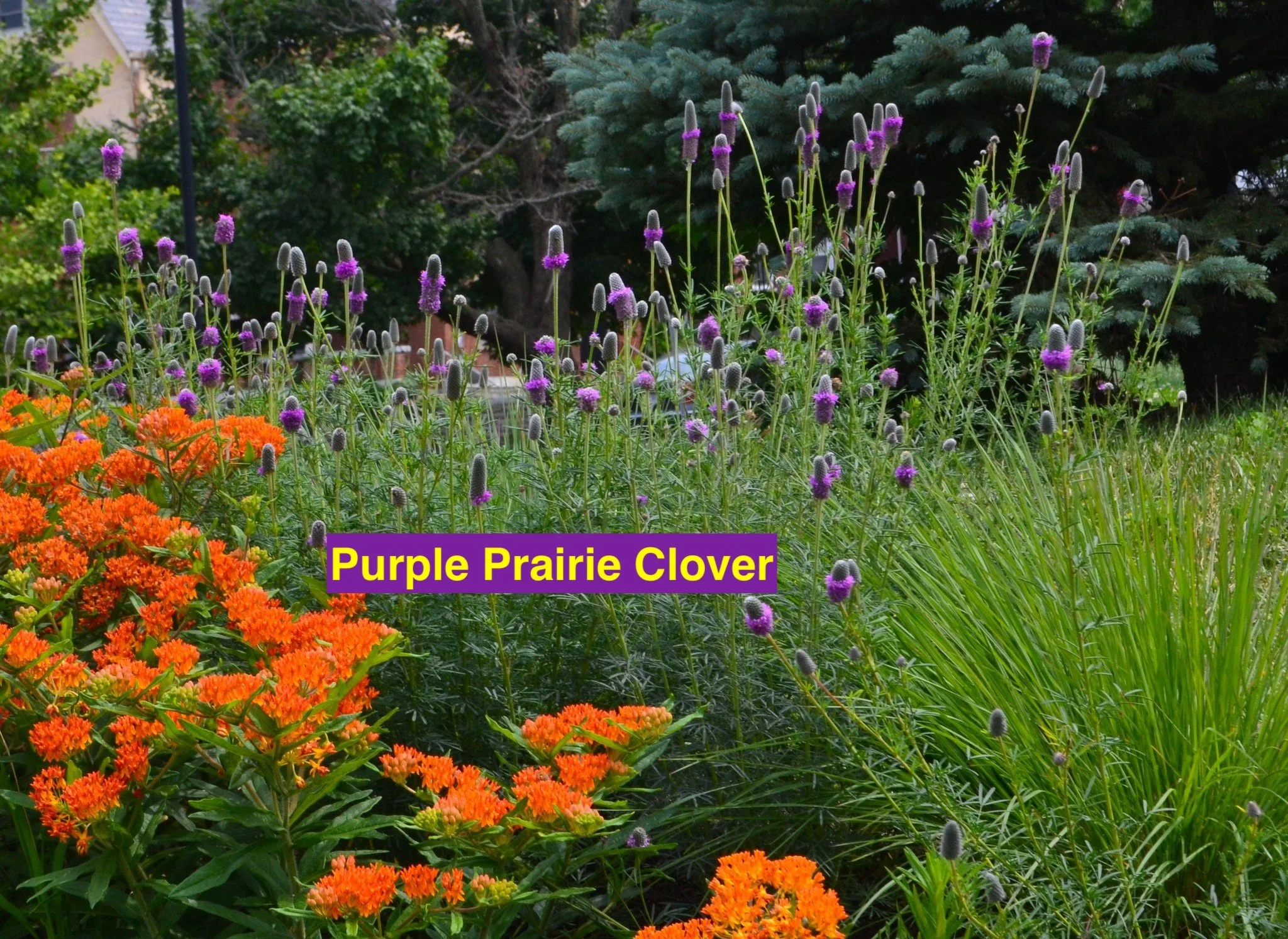purple prairie clover.jpg