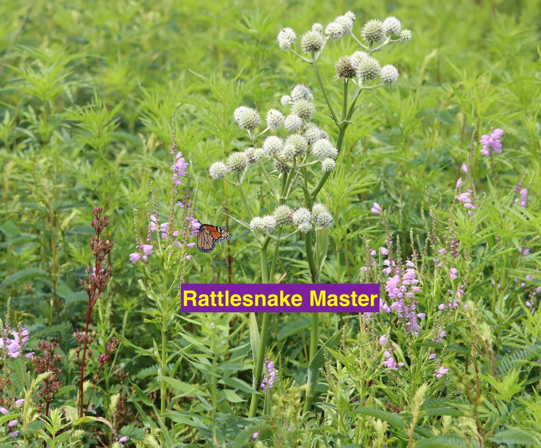 Rattlesnake Master.jpg