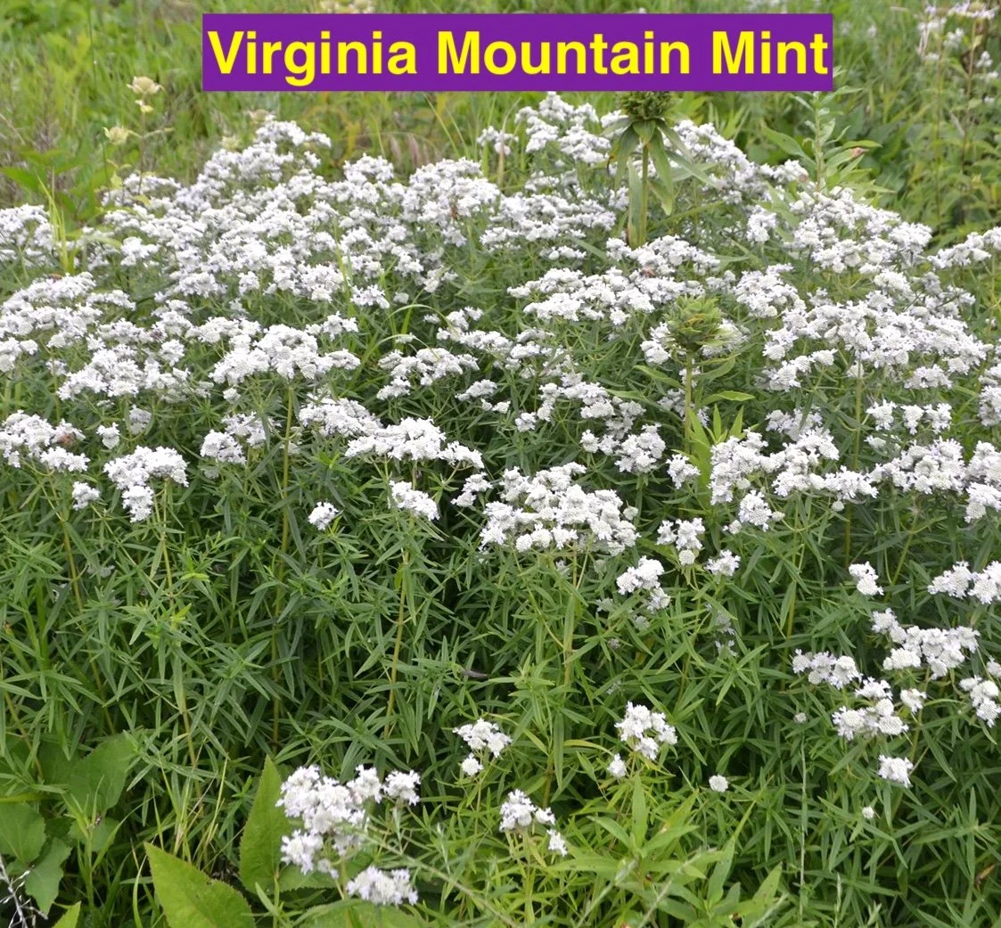 Virginia Mountain Mint.jpg