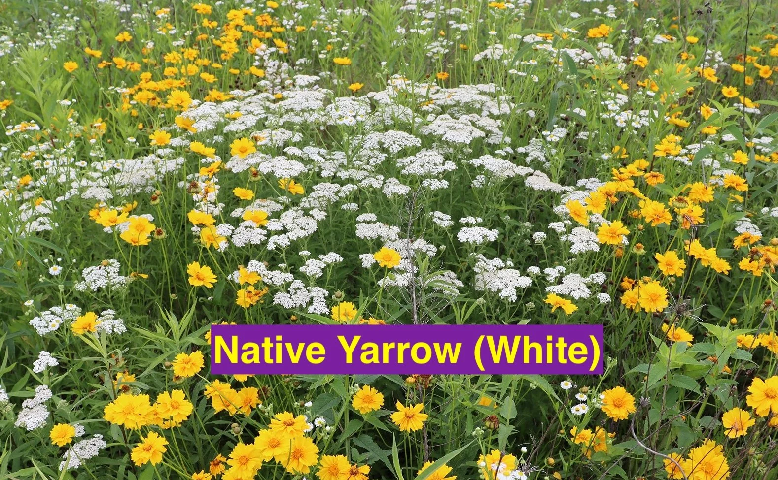 Yarrow + Lance Leaf Coreopsis.jpg